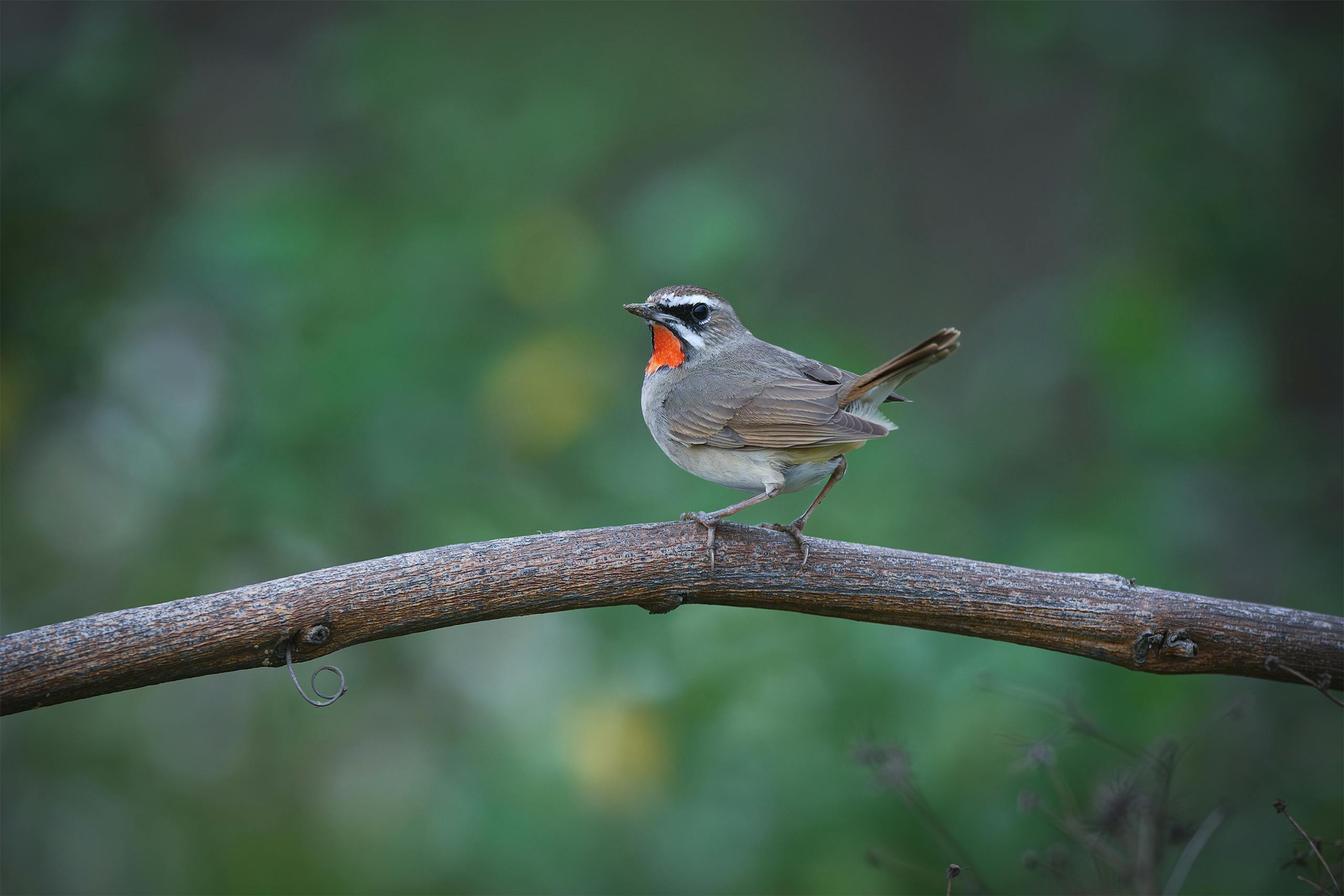 Siberian Rubythroat perched on a branch in lush, green surroundings.
